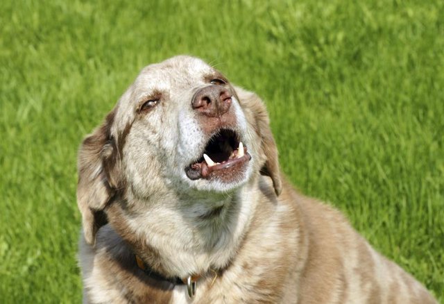 Close-up of a mixed breed dog barking.