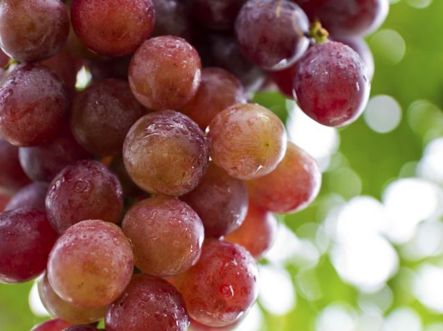 Close-up of red grapes growing on vine.