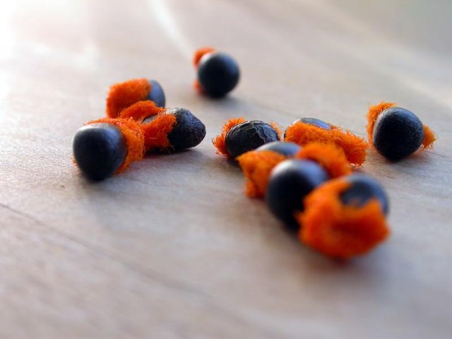 Bird of paradise seeds sport orange arils like little toupees. Bird of paradise seeds sport orange arils like little toupees.