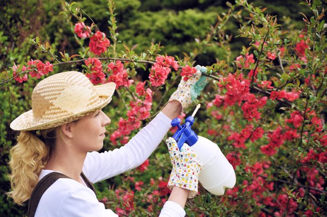 Fungicides can be applied safely in the home garden to protect valuable plants.