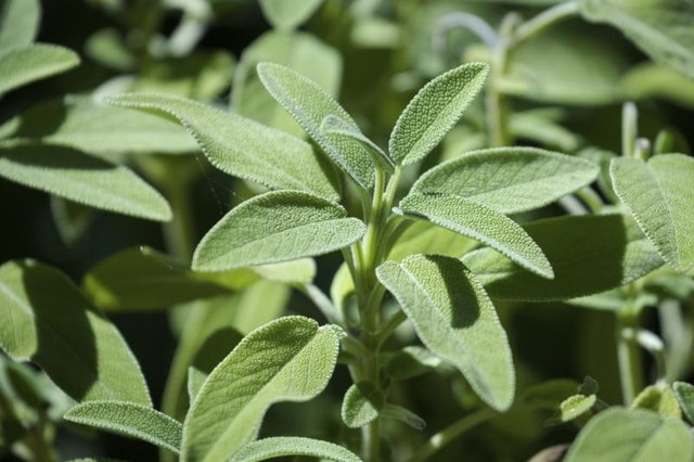 Close-up of growing sage plant.