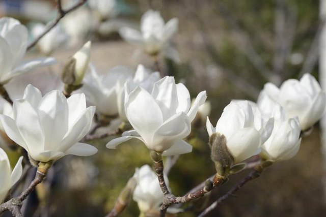 The branches of a blooming sweet bay magnolia tree.