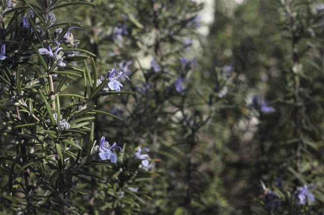 Wild rosemary growing in a forest.