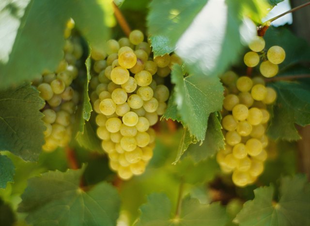 You can find grape varieties for most climates.