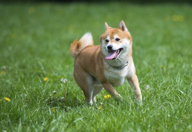 Shiba Inu running on a grass field.