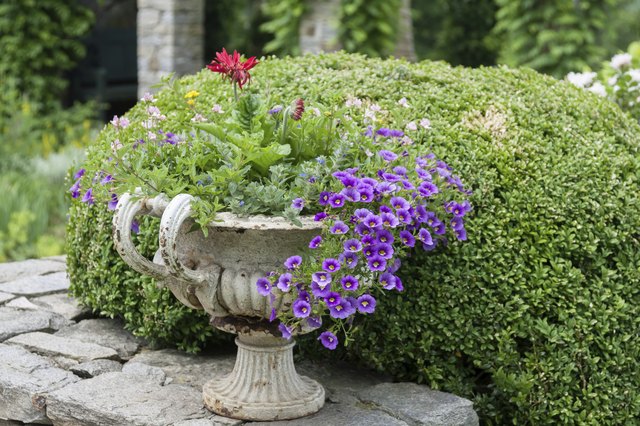 Growing ground cover with other plants provides variety in containers.
