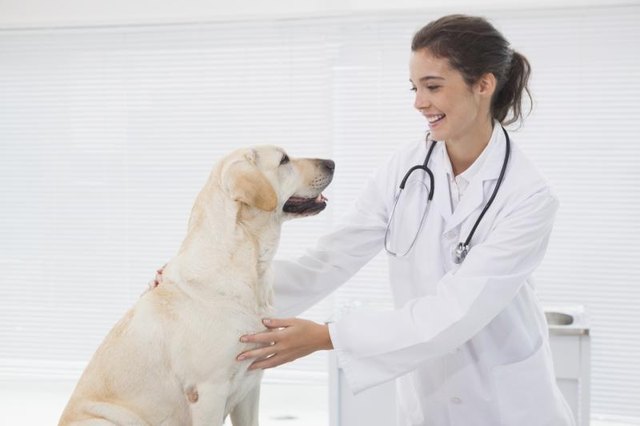 Vet examining dog in office. Vet examining dog in office.