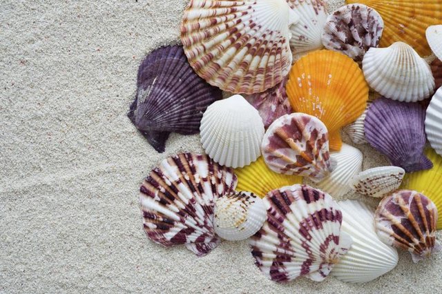 Assortment of beautiful seashells.