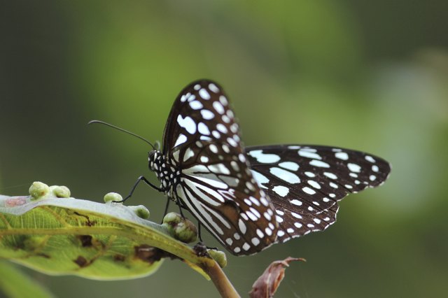 Butterflies visit flowering perennials in shade and sunlight.