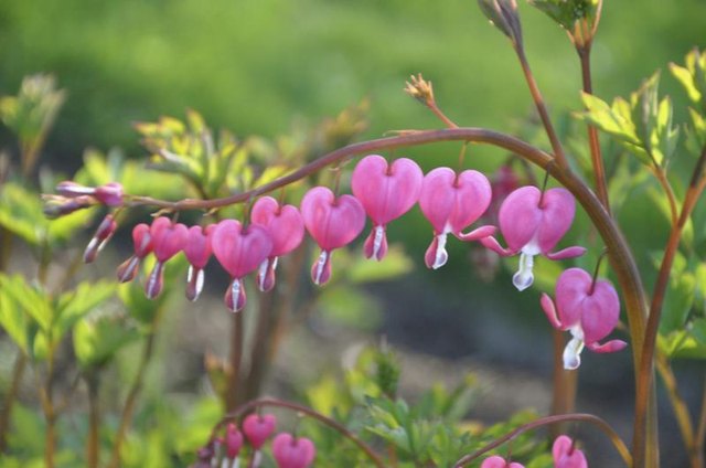 Bloosoms of a Bleeding Heart