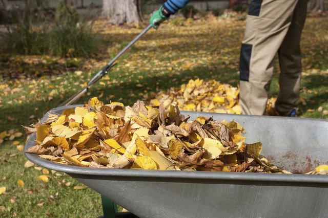 Leaves left on the grass could smother it, cause mold growth and increase pest damage.