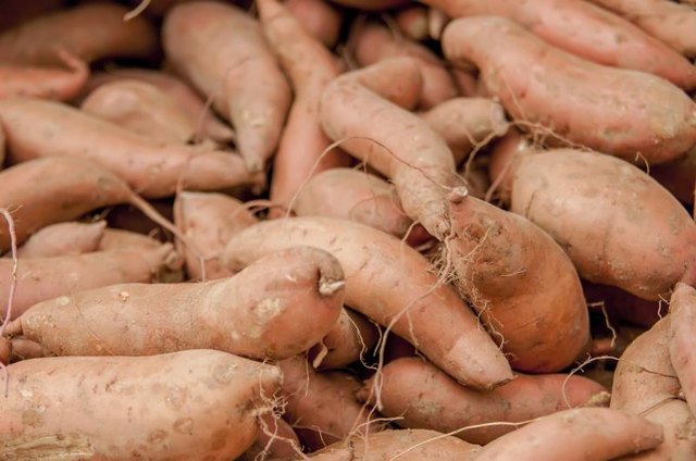 A large pile of raw sweet potatoes. A large pile of raw sweet potatoes.