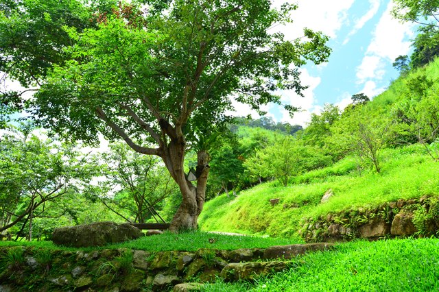 Green ground cover makes a luxurious carpet beneath a shade tree.