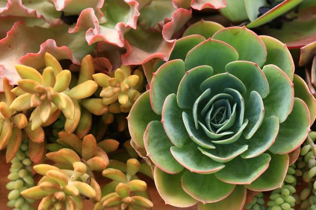 Succulent plants in a garden