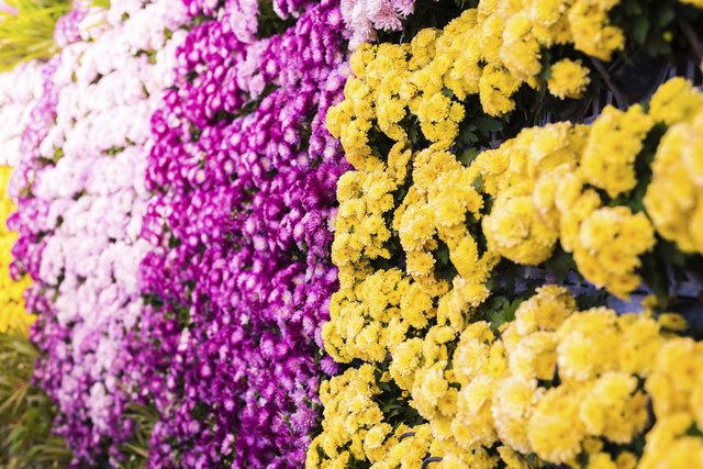 Types of plantings found in some pouch vertical gardens.