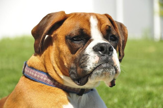 A close-up of a boxer.