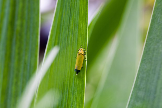 Herbal sprays can effectively repel leafhoppers.