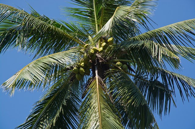 Coconuts grow high above the ground amid the palm's fronds.