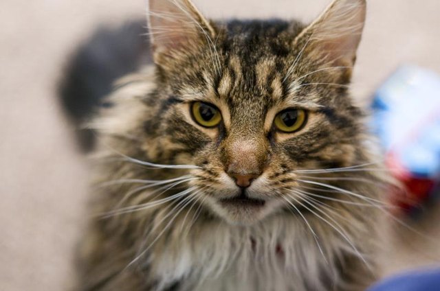 Portrait of a Maine coon cat
