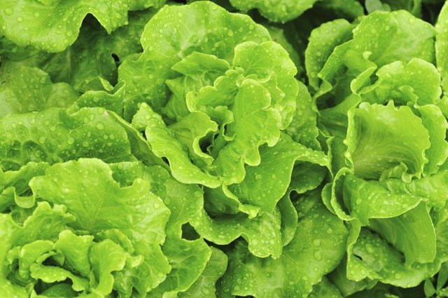 Green lettuce growing in garden.