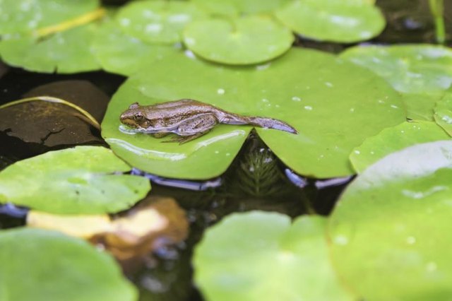 A young frog that still has the tadpole tail on him.