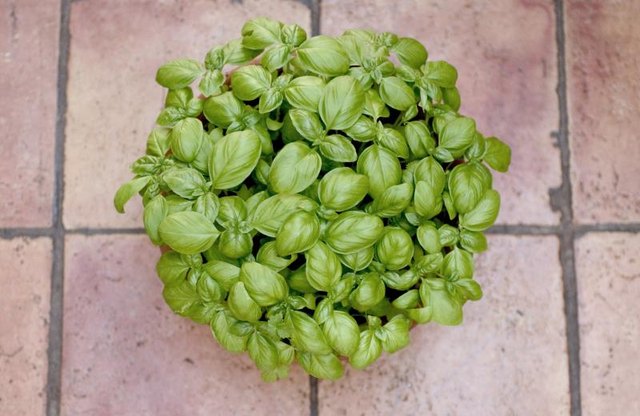 A basil plant repels pests because of its pungent odor.