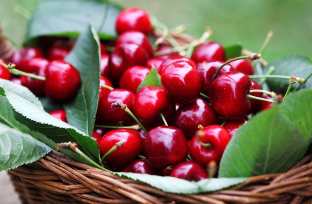 Basket filled with cherries.