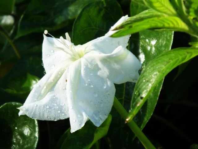 Moonflower blossoms may reach 6 inches in diameter.