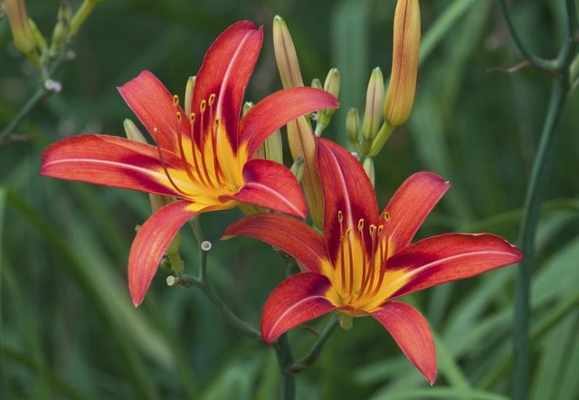Daylilies growing in a garden.