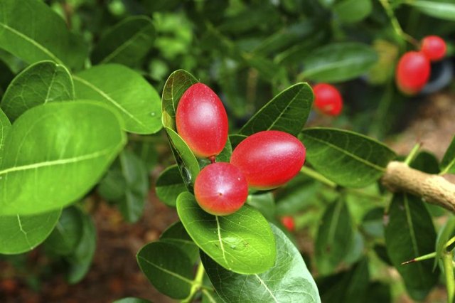 Goji berries growing on tree.