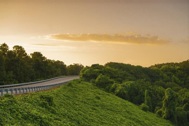 Kudzu climbing up a hill in the Southeastern U.S.