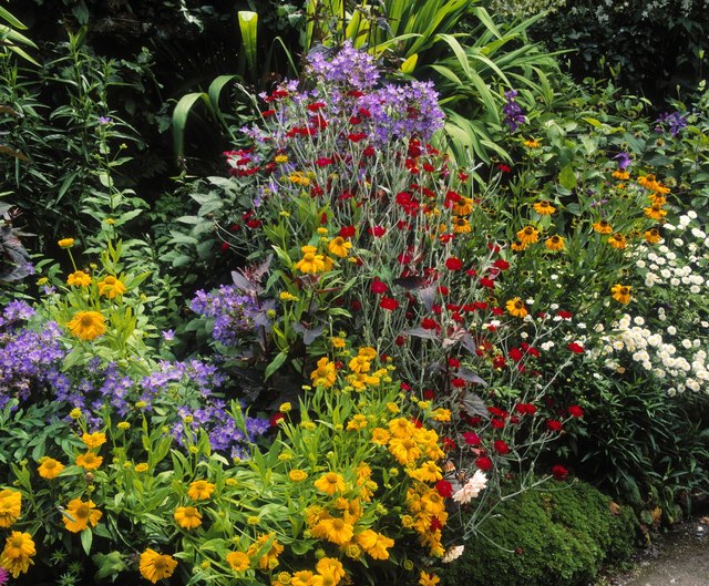 Purple and yellow complement each other and serve as a garden foundation.