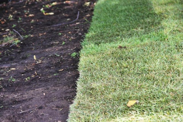Fresh sod laying next to exposed soil