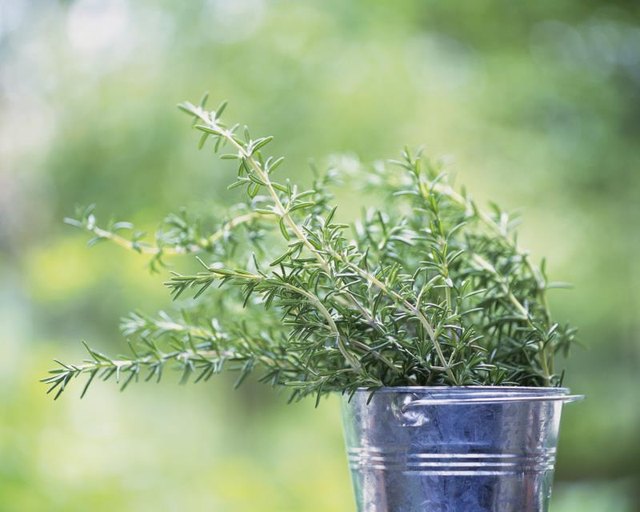 Parasitic wasps, attracted by rosemary, defend a garden.