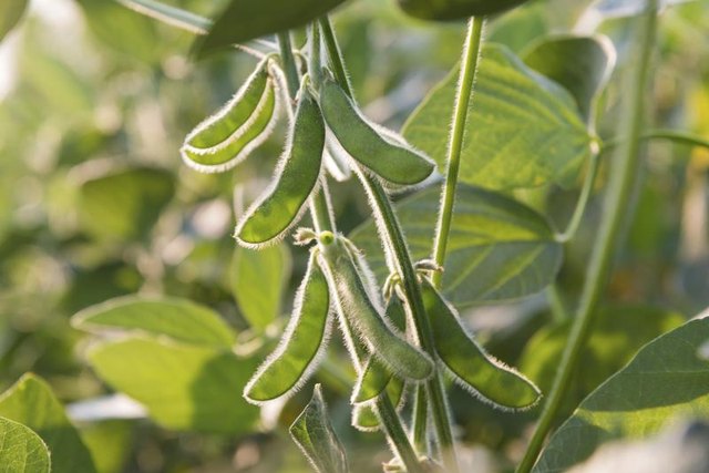 Soybean growing in a garden.