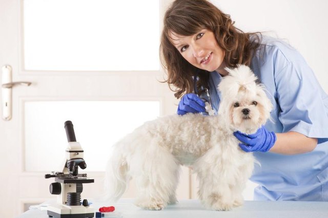 A veterinary assistant is working with a dog.