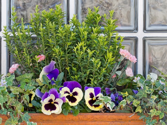 Pansies do well in containers and planter boxes and are perfect for patios.