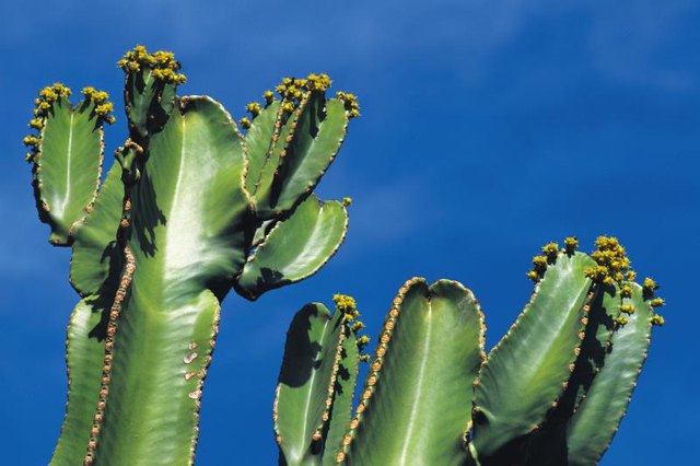 Cactus against blue sky