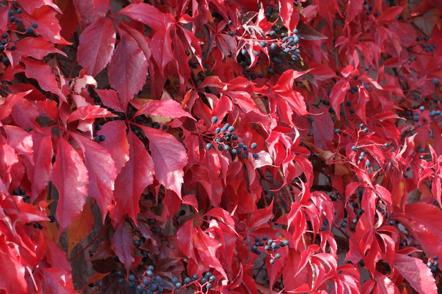 Virginia creeper's fall foliage is striking.