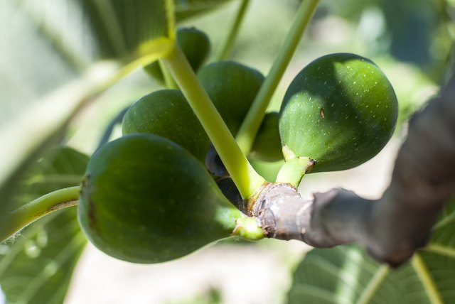 Figs ripen on the tree.