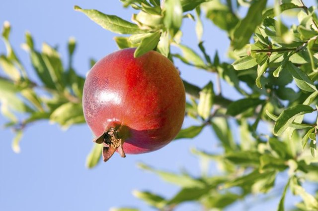 A ripe pomergranate hangs from a tree branch.