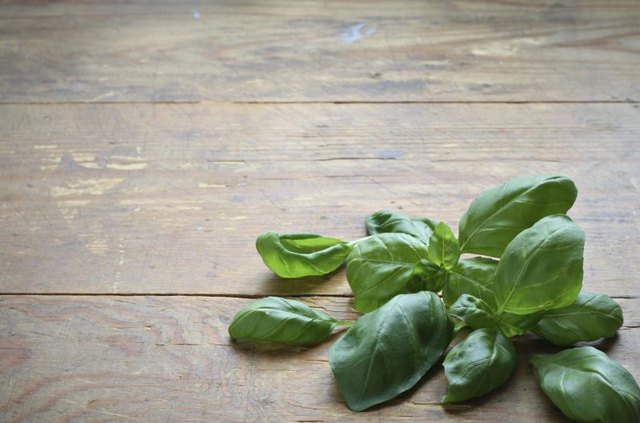 Fresh basil leaves on counter.