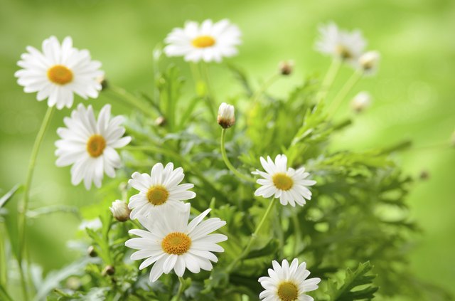 Chamomile has ornamental and medicinal value.
