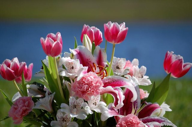 Fragrance-free tulips balance Stargazer lily's intense, spicy scent.