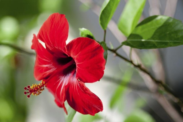 A red hibiscus flower blooming.