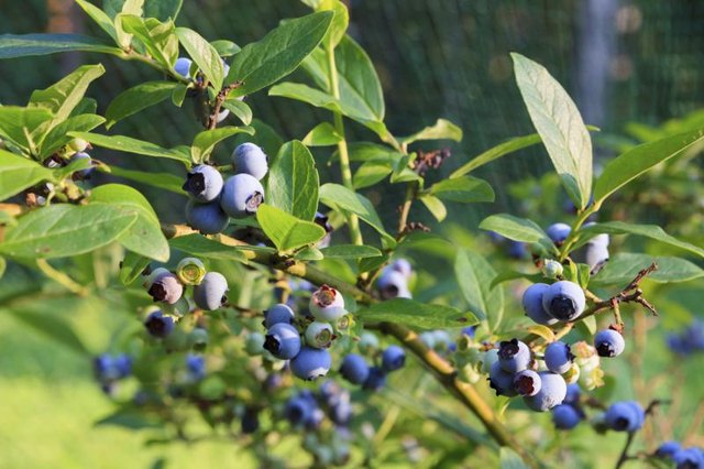 A highbush blueberry bush.