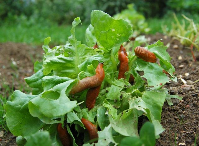 Garden slugs eat lettuce plants.
