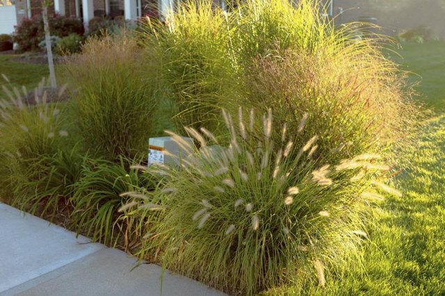 An array of ornamental grasses covering an unsightly telecommunications box in a yard.
