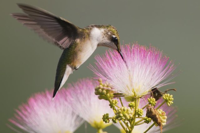 Flowering trees offer shelter and nesting sites as well as nectar for hummingbirds.