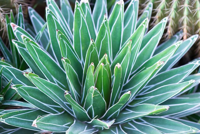 The agave is often planted in Mexican-style gardens.
